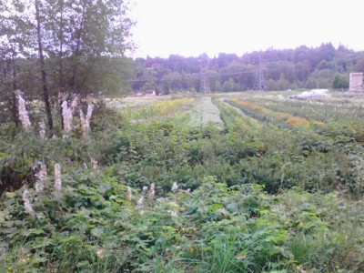 Fields of flowers in Snohomish County farmland, Washington