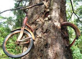 Famous-Bike-in-Tree-Vashon-Island-WA