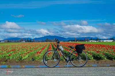 skagit_bike_tulip_festival-pic-by-Pam-Headridge-from-Visit-Skagit-Valley